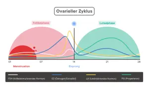 Der ovarielle Zyklus zeigt, wie lange dauert der Eisprung. Hormonkurven illustrieren die Follikel- und Lutealphase.