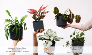 Pięć doniczek z różnymi odmianami roślin: zielony kaktus, aglaonema, maranta, calathea i filodendron.
