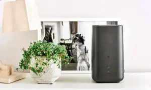 Nowoczesny router, który zapewnia najlepszy internet domowy, stoi obok doniczki z zieloną rośliną i czarno-białego zdjęcia psa.