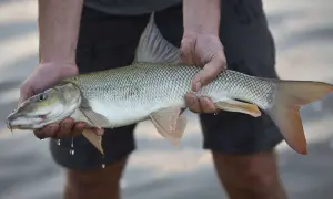 Udana wyprawa na ryby w Chorwacji z brzegu! Wędkarz trzyma okazałego klenia, złowionego w słodkich wodach.