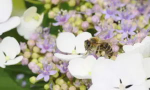 Eine Biene sammelt Nektar auf einer Hortensie. Diese Hortensien sind bienenfreundlich und bieten Nahrung für Insekten.