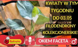 Kiedy dostawa kwiatów w Biedronce? Sprawdź, aby nie przegapić!