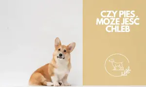 Czy pies może jeść pieczywo? Bezpieczne opcje i ukryte zagrożenia