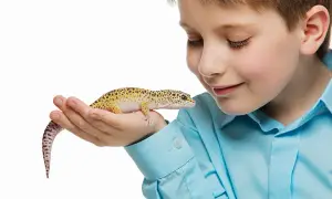 Jak oswoić gekona: sprawdzone metody na budowanie zaufania