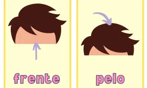Tarjetas partes del cuerpo para imprimir: "frente" con flecha hacia arriba y "pelo" con flecha indicando la parte superior.