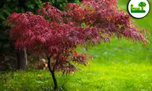 Ein roter Japanischer Ahorn mit zerfransten Blättern, bedeckt mit Regentropfen, steht im grünen Gras. Verschiedene Ahorn Arten sind im Garten ein Blickfang.