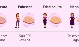 Ilustración muestra la disminución de la reserva ovárica desde el nacimiento hasta la menopausia, con un ovario que contiene menos óvulos en cada etapa.