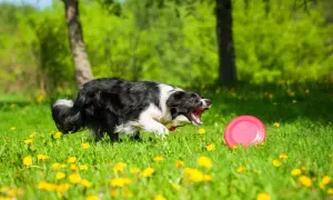 Trening border collie: Jak zrozumieć i wychować geniusza?