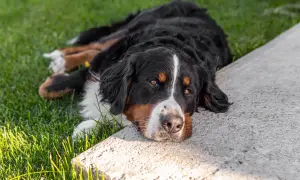 Bernese Mountain Dog leży na trawie, odpoczywając. Pamiętaj, że ksylitol dla psa jest toksyczny!