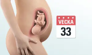 Gravid mage med foster i vecka 33. En kalender visar tydligt att det är vecka 33.