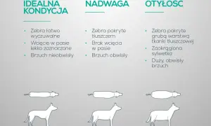 Jak odchudzić psa? Porównanie idealnej kondycji, nadwagi i otyłości u psów. Widoczne różnice w budowie ciała i sylwetce.