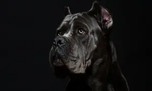 Porträt eines dunklen Cane Corso mit ernstem Blick. Informationen über Cane Corso Krankheiten sind wichtig für die Gesundheit des Hundes.
