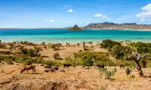 Krajobraz Madagaskaru z krowami na pierwszym planie i turkusową wodą w tle. Zastanawiasz się, ile kosztuje wyjazd na Madagaskar?