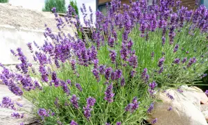 Ein üppiger Busch mit violetten Lavendel-Pflanzen, die vor einer rustikalen Steinmauer und Holzterrasse wachsen.