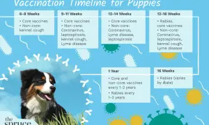 Puppy vaccine schedule chart showing core and non-core vaccinations by age, from 6 weeks to 1 year, with a happy dog.