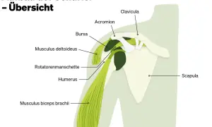 Anatomische Übersicht der Schulter mit Muskeln, Knochen und Bursa. Hilfreich bei **Verspannung Schulter**.