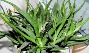 Zielony aloes z białymi kropkami, potrzebuje podlewania. Liście są lekko pomarszczone, co sugeruje, że roślina jest spragniona.