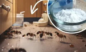 Mrówki zbliżają się do białego proszku w szklanej miseczce. Czy to soda na mrówki?