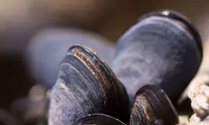 Gros plan sur des moules sombres et texturées, prêtes à être récoltées par un éleveur de moules.