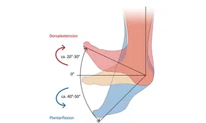 Illustration der Fußanatomie mit Dorsalextension (20-30°) und Plantarflexion (40-50°).