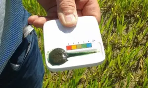 Test pH gleby w polu. Mieszanka ziemi z wodą zabarwiła się na zielono, wskazując na optymalną kwasowość gleby dla roślin.