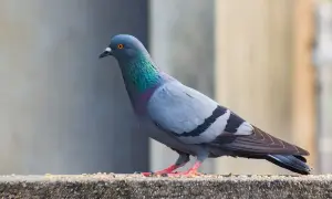 Gołąb na murku, obok ziaren. Może to zapach octu jest tym, jakiego zapachu nie lubią gołębie?