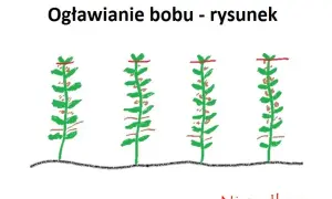 Kiedy siać bób? Klucz do obfitych zbiorów i ochrony przed mszycami
