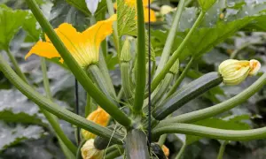 Plante de courgette avec ses fleurs jaunes éclatantes et ses jeunes fruits verts. Les tiges épaisses et velues soutiennent la croissance prometteuse des fleurs de courgettes.