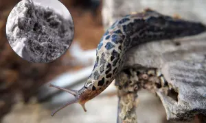 Mączka bazaltowa na ślimaki – naturalny sposób na ochronę ogrodu.