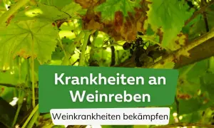 Krankheiten an Weinreben: Braune Flecken auf Blättern und Trauben deuten auf Schäden hin.