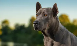 Ein riesen Hund mit bernsteinfarbenen Augen blickt nachdenklich in die Ferne, sein graues Fell glänzt im Sonnenlicht.