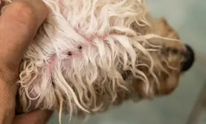 Zeigt Zecken auf der Haut eines Hundes, ein häufiges Problem bei reisekranken Hunden.