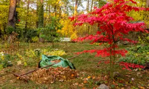 Herbstliche Gartenarbeit: Ein leuchtend roter Ahorn steht neben einem Haufen Laub und einer grünen Sammeltasche, bereit für das Ahorn schneiden.
