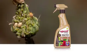 Agrocol płyn na mszyce - najskuteczniejszy preparat na mszyce, przędziorki i tarczniki. 100% naturalny.