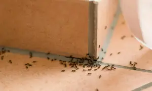 En stor koloni av svarta myror kryper längs en kaklad kant. Dags att bli av med flygmyror!