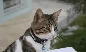 Jak przyzwyczaić kota do obroży bez stresu i frustracji?
