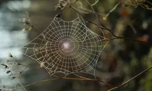 Sieć pajęcza na gałązkach, delikatna i lśniąca, budzi **arachnofobię** u wielu.