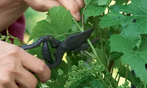 Main des mains coupant une jeune pousse de vigne grimpante avec des ciseaux. Petits grains de raisin verts visibles.