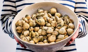 Un bol rempli de coques coquillage, prêt à être cuisiné. Les coquillages sont disposés dans un bol en céramique, tenus par une personne portant un pull rayé bleu et blanc.