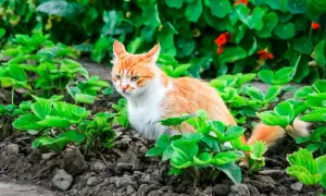 En orangevit katt smyger i jordgubbslandet. Hur ska man få bort katter från tomten när de är så söta?