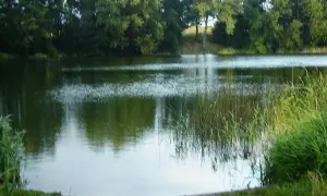 Spokojne jezioro w Tychowie koło Stargardu, otoczone zielenią drzew i trzcin.
