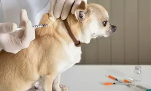 A veterinarian administers an mRNA rabies vaccine for dogs to a small tan chihuahua.