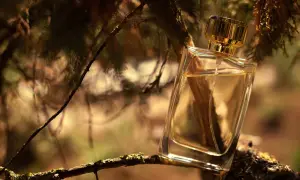 Szklana buteleczka perfum z płynem w kolorze złota, oparta o gałąź drzewa. Czy tak pachnie drzewo sandałowe?