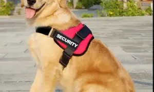 Obroża czy szelki dla golden retrievera - co wybrać dla psa?