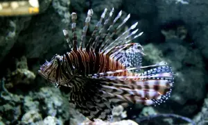Oto jedna z fascynujących atrakcji Oceanarium Gdańsk – skrzydlica o imponujących płetwach, pływająca wśród skał.