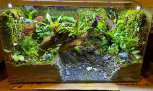 Zielone, wilgotne terrarium z korzeniami, mchem i roślinnością. Idealne dla kraba wampira, spełnia jego wymagania dotyczące środowiska.