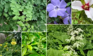Kwitnące i zielone **rośliny do cienia**: paproć adiantum, barwinek, trillium, jaskry, wilczomlecz i tawuła.