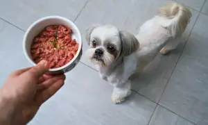 Mały piesek Shih Tzu z nadzieją patrzy na miskę z jedzeniem. Czy to gotowany kurczak?