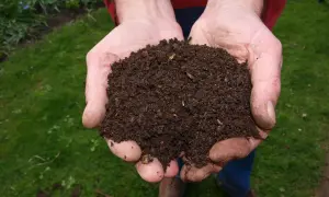 Manos sostienen tierra fértil, resultado de una compostera casera. El abono oscuro y rico promete nutrir el jardín.