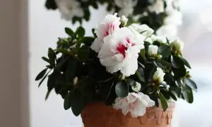 En kruka med en vacker azalea blomma i full blom. De vita kronbladen har rosa inslag och omges av mörkgröna blad.